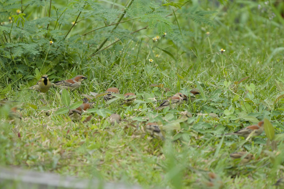 Plain-backed Sparrow - ML642961347