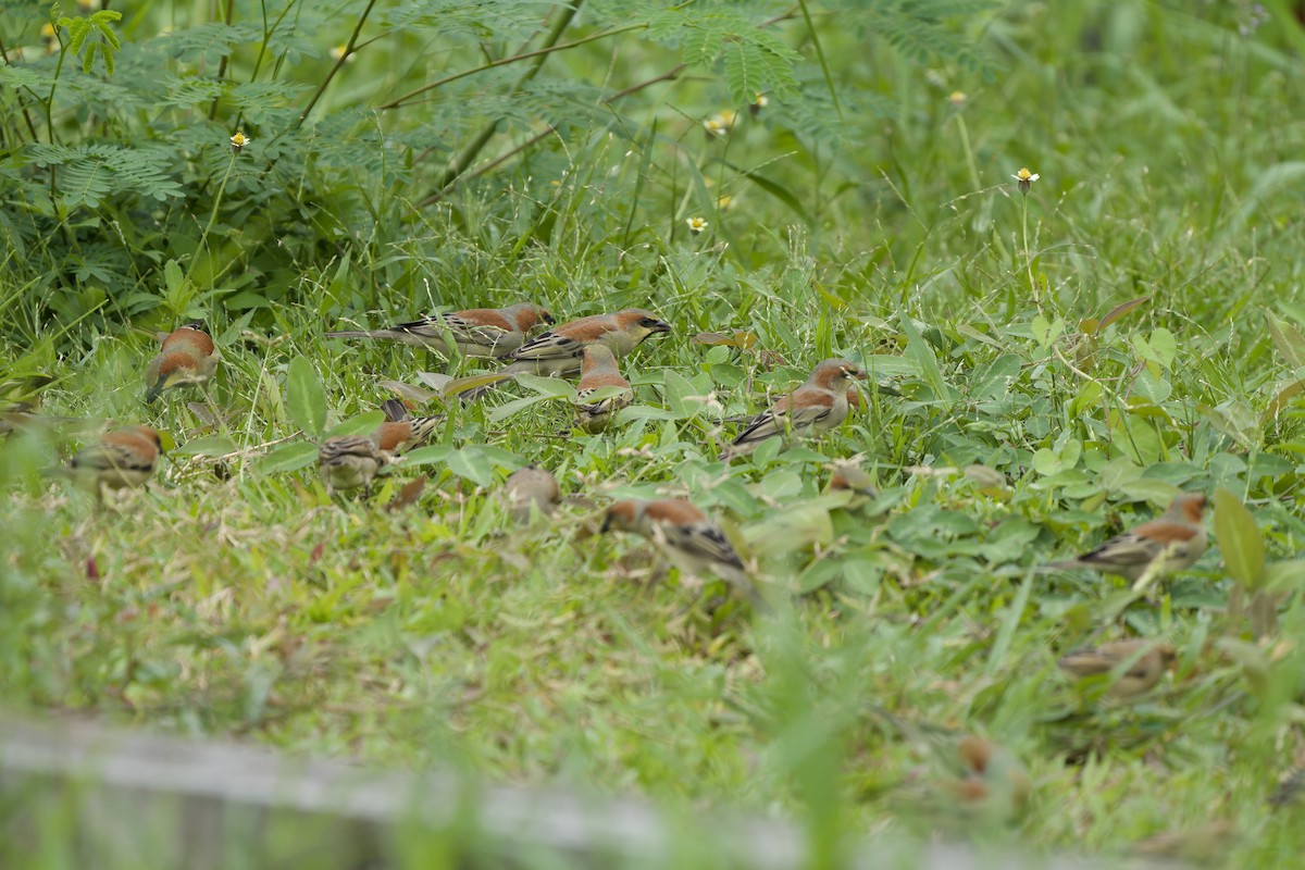 Plain-backed Sparrow - ML642961348