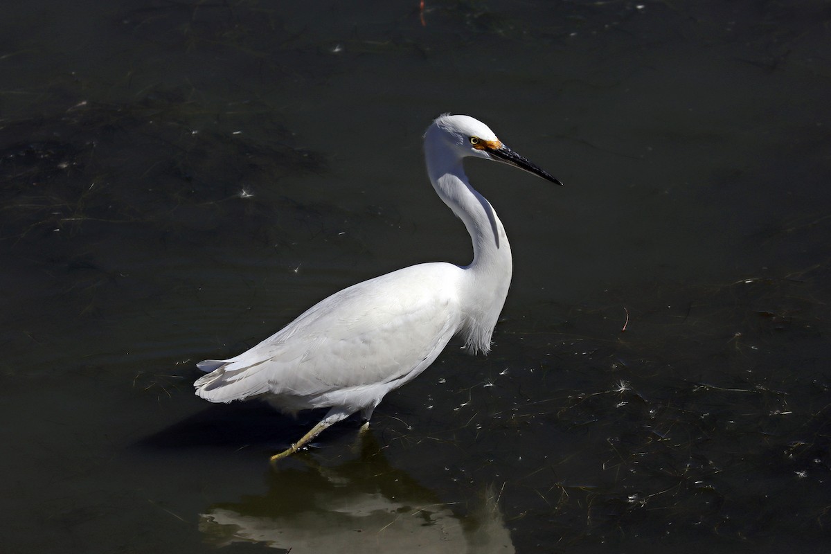 Snowy Egret - ML642961350