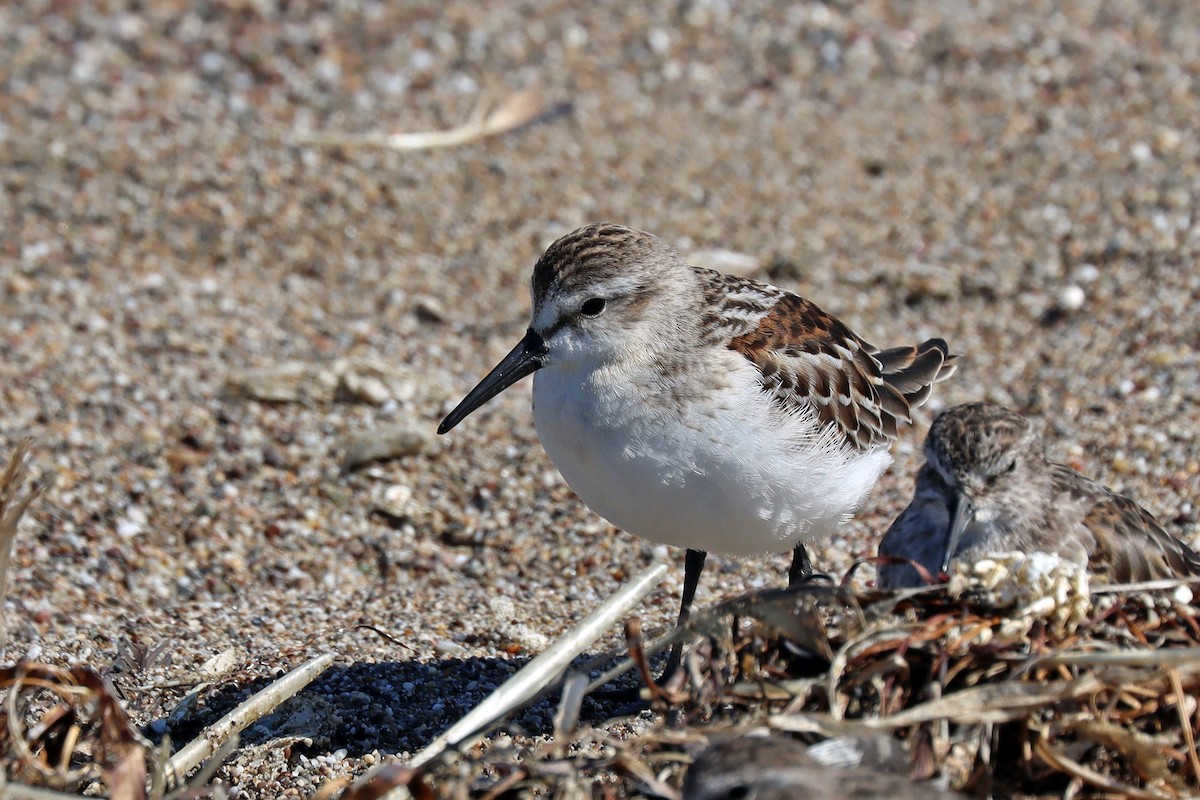 Western Sandpiper - ML642961362