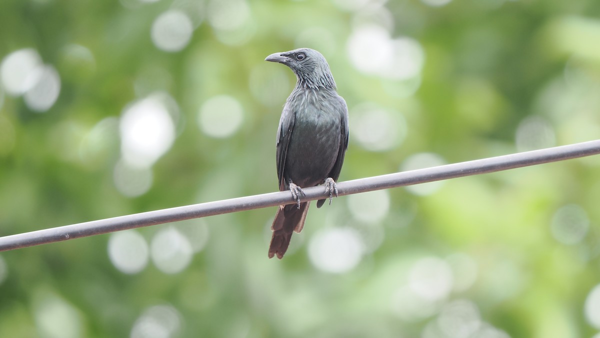 Moluccan Starling - ML642961363