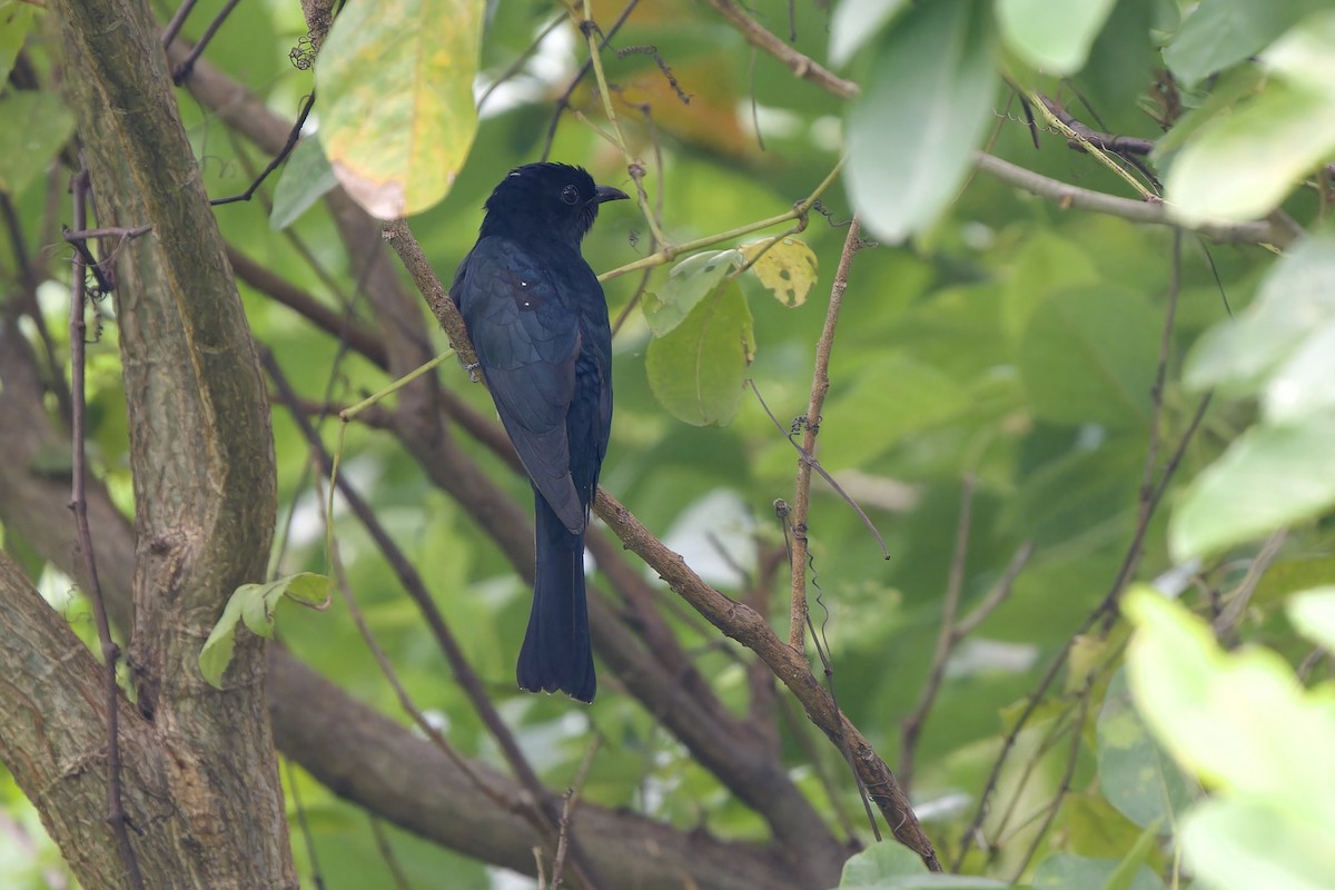 Square-tailed Drongo-Cuckoo - ML642961364