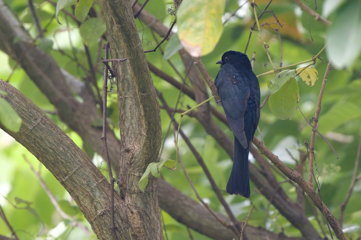 Square-tailed Drongo-Cuckoo - ML642961365