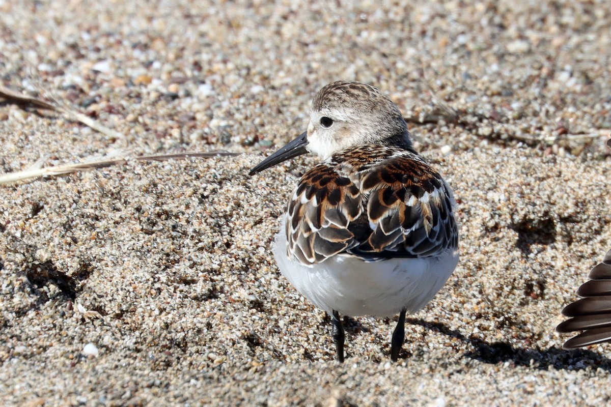 Western Sandpiper - ML642961369