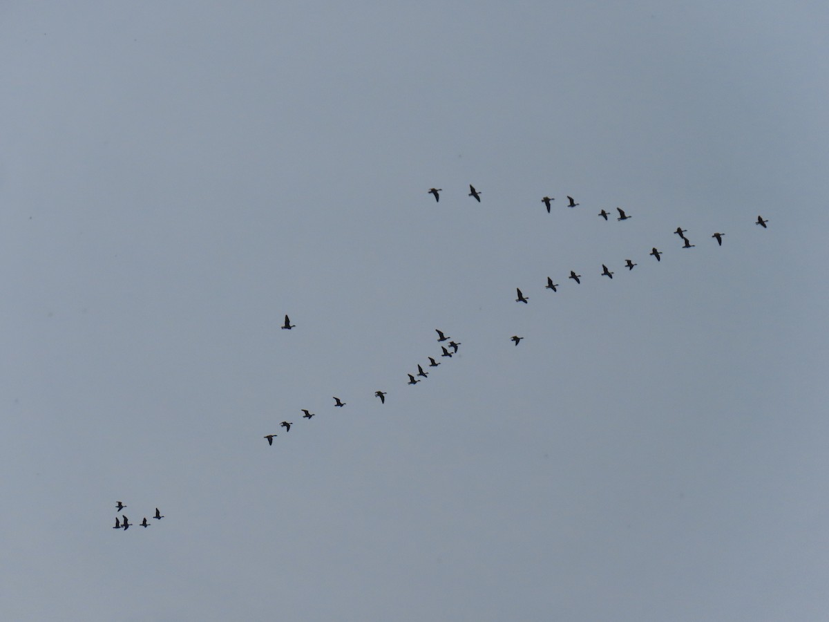 Tundra Bean-Goose - ML642961371