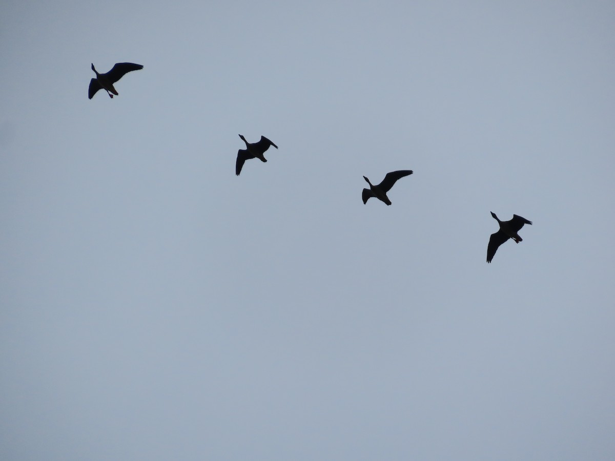 Tundra Bean-Goose - ML642961372