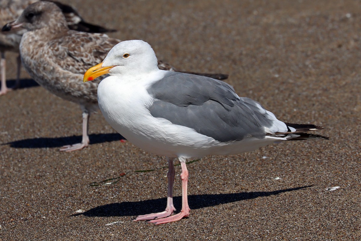 Western Gull - ML642961373