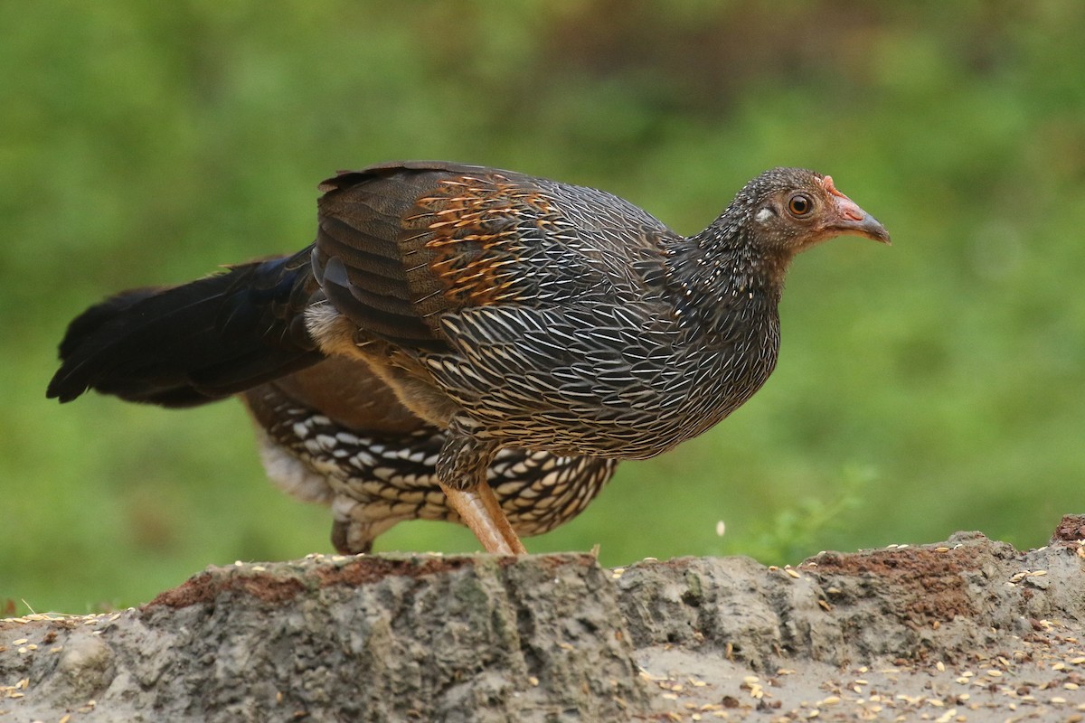 Gray Junglefowl - ML642961377