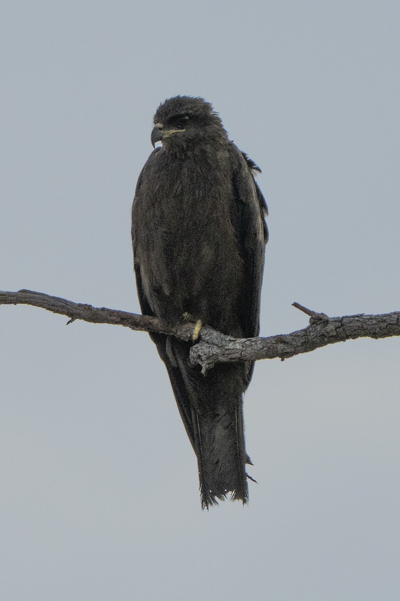 Black Kite - ML642961378