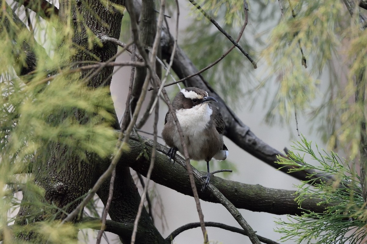 White-browed Babbler - ML642961380