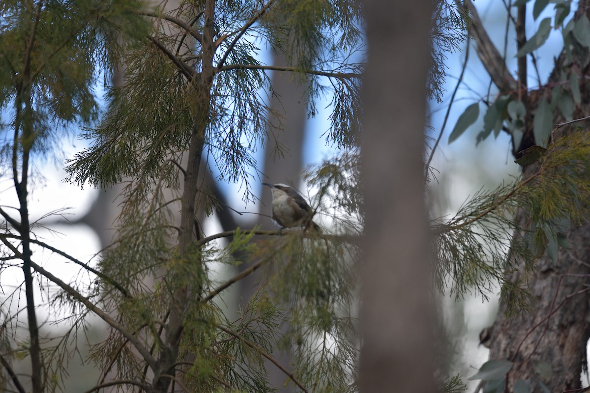 White-browed Babbler - ML642961381