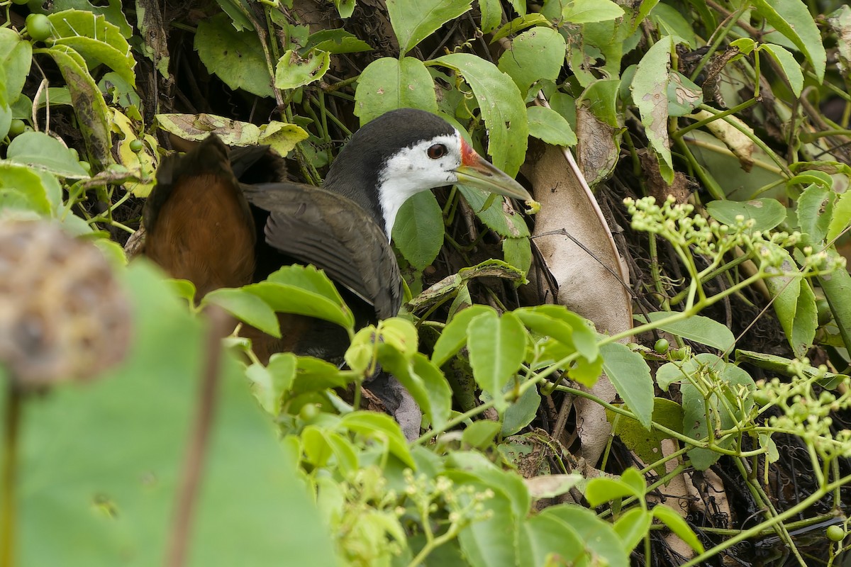 White-breasted Waterhen - ML642961391