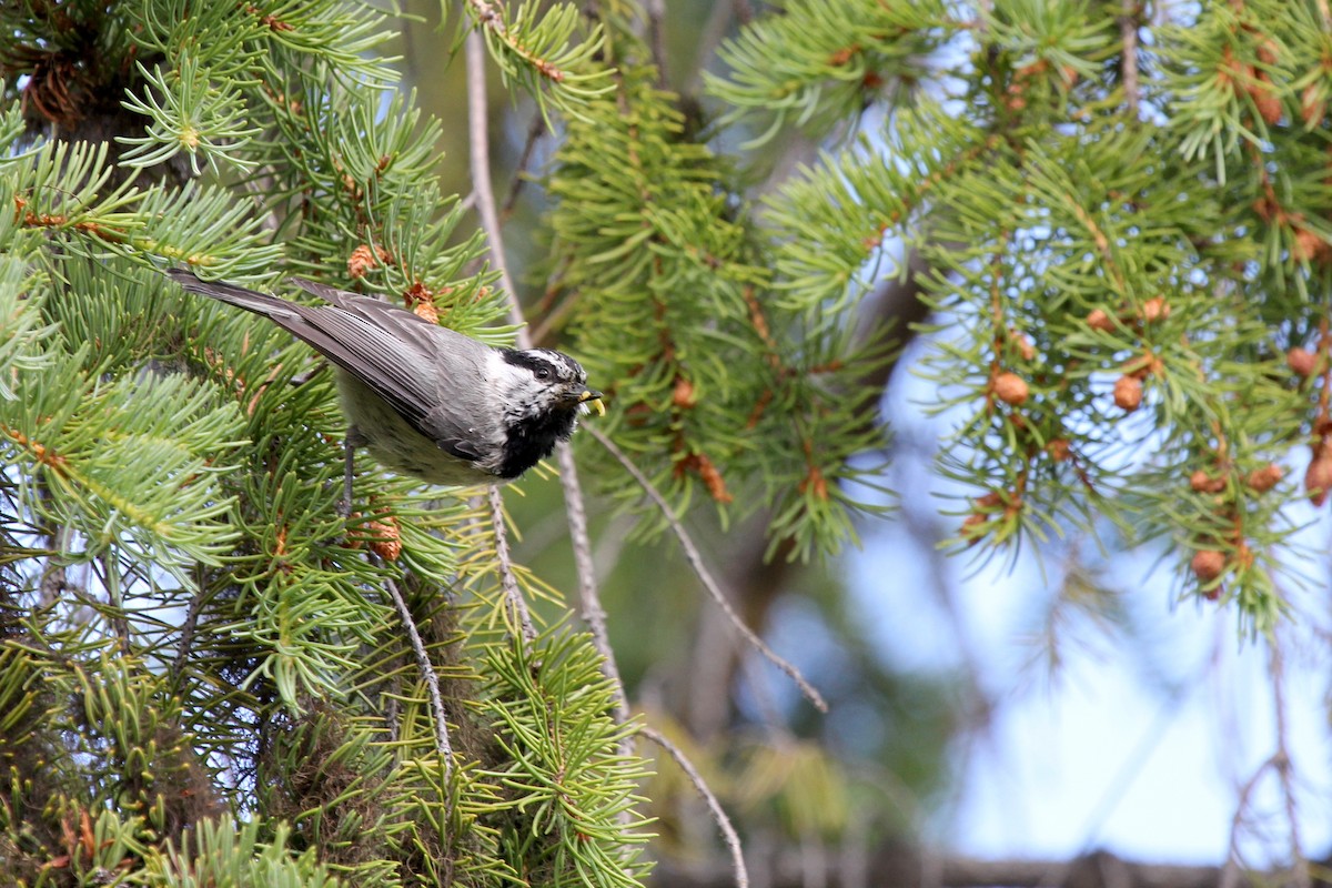 Mountain Chickadee - ML642961392