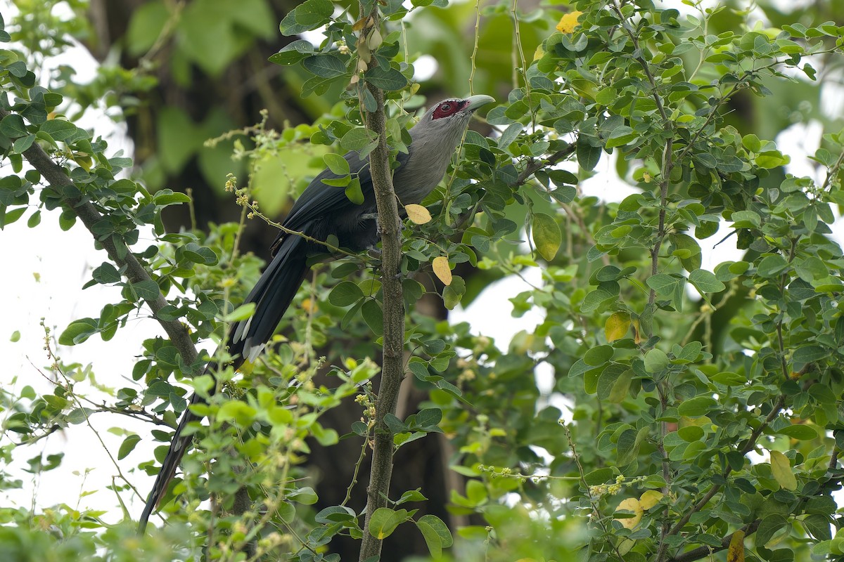 Green-billed Malkoha - ML642961397