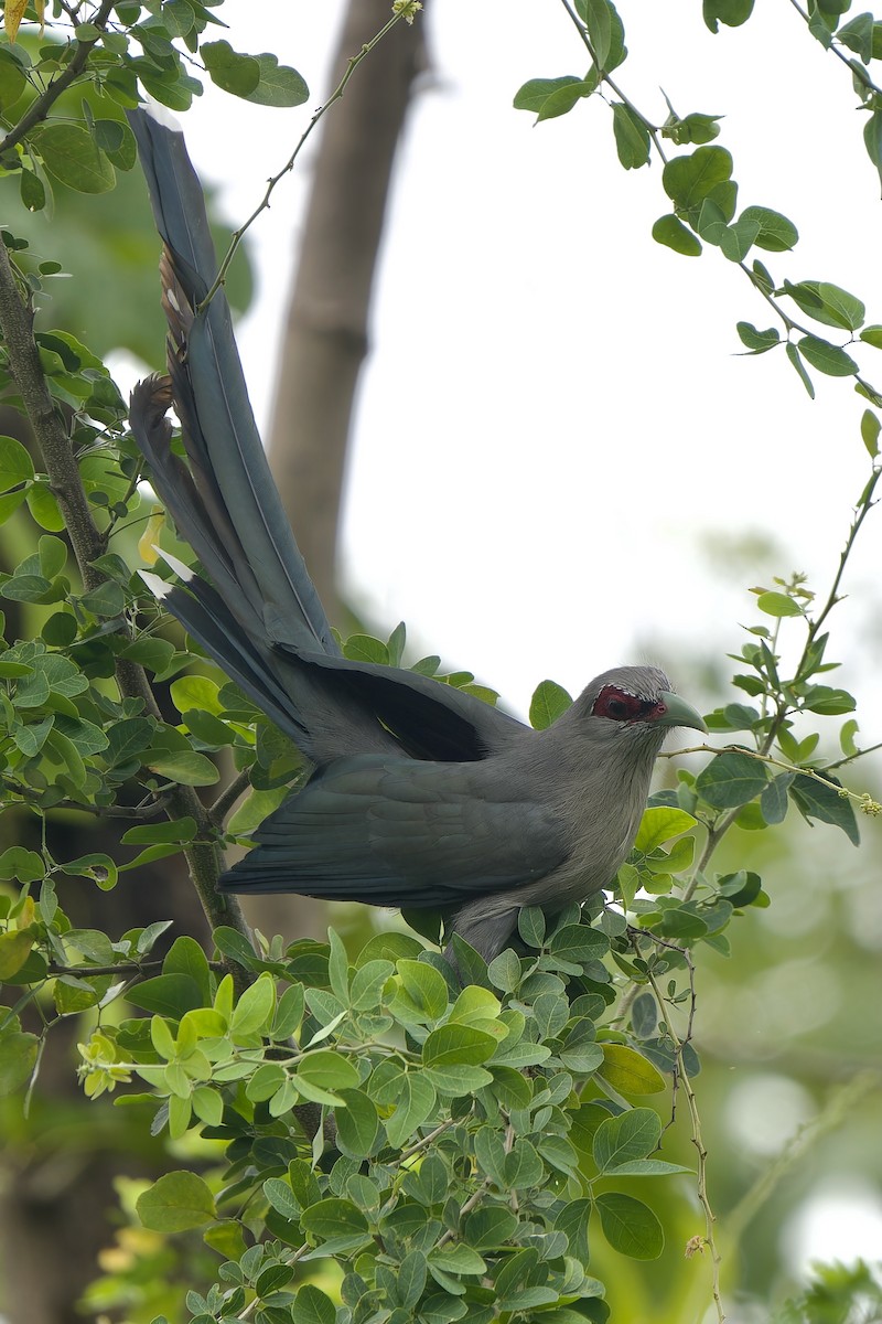 Green-billed Malkoha - ML642961398