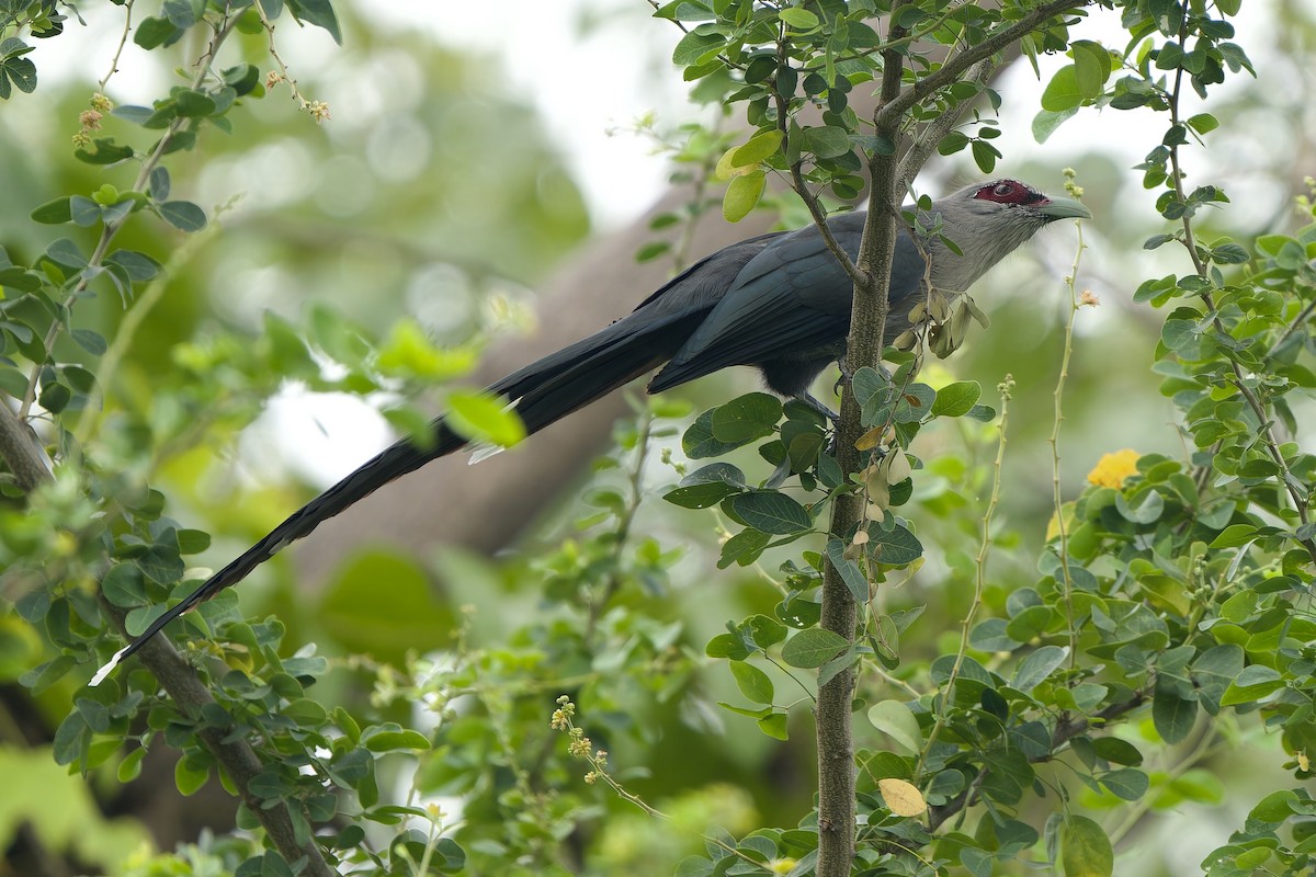 Green-billed Malkoha - ML642961399