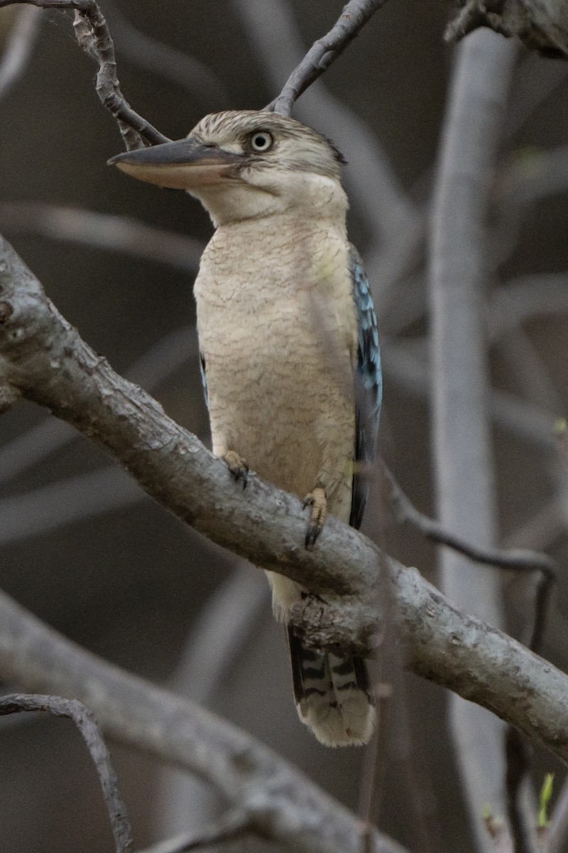 Blue-winged Kookaburra - ML642961402