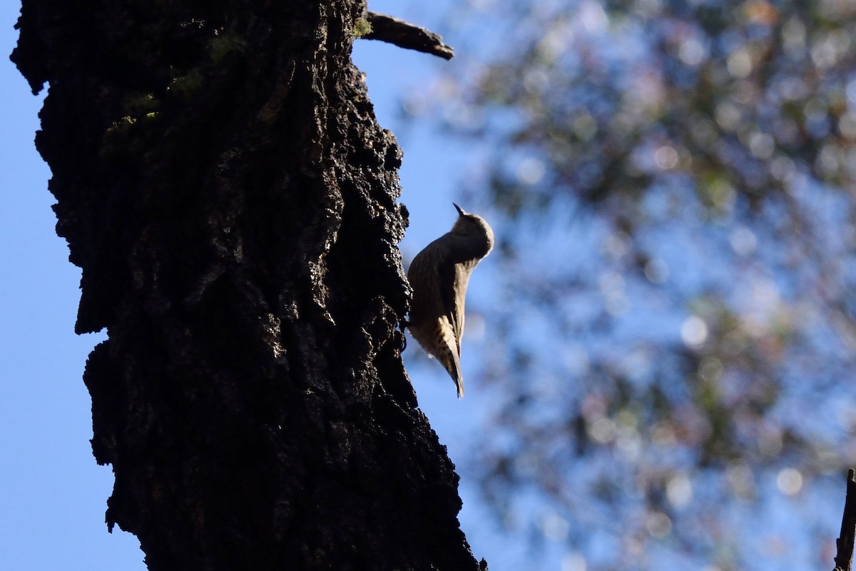 Brown Treecreeper - ML642961404