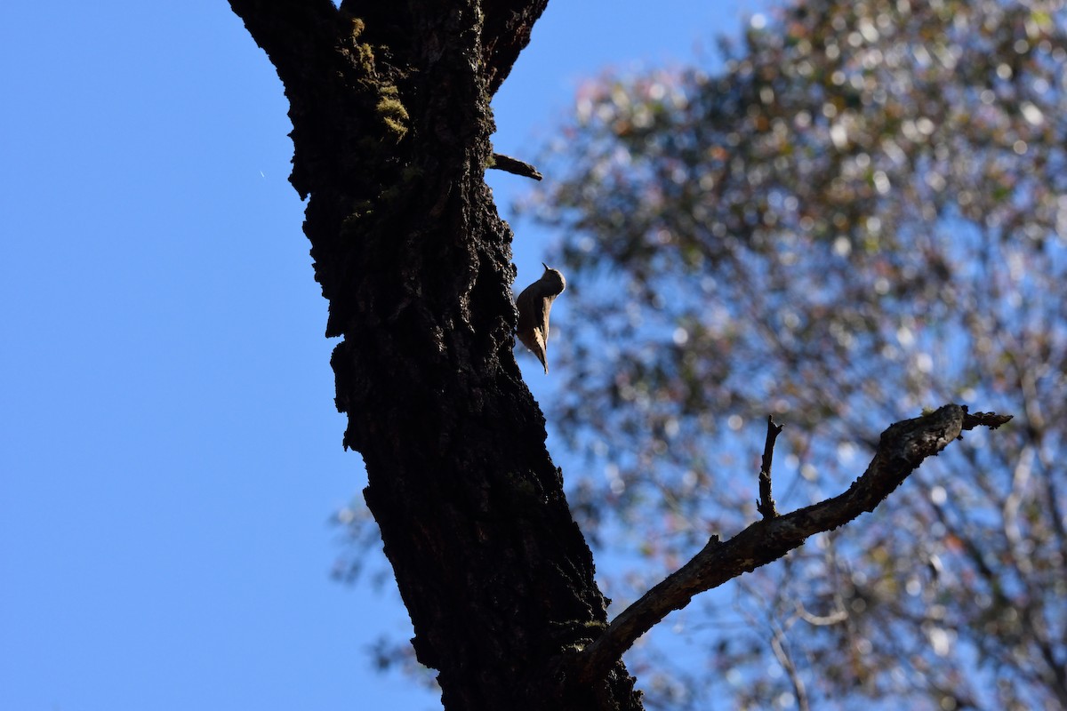 Brown Treecreeper - ML642961405