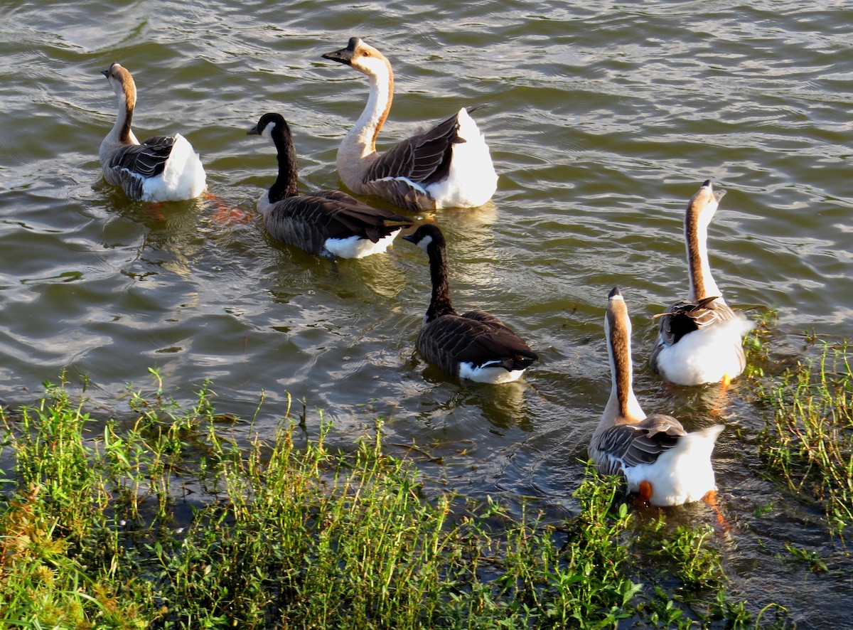 Swan Goose (Domestic type) - ML642961425