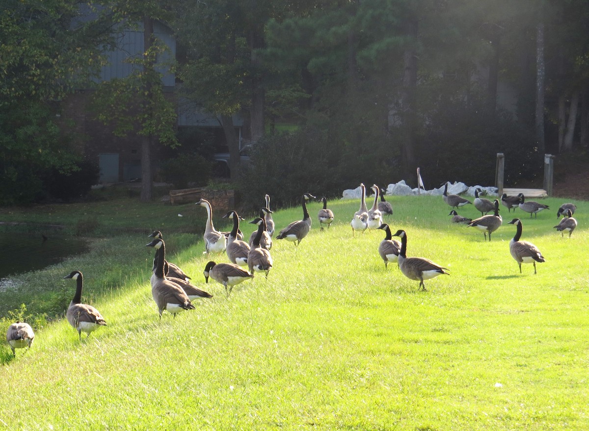 Swan Goose (Domestic type) - ML642961426