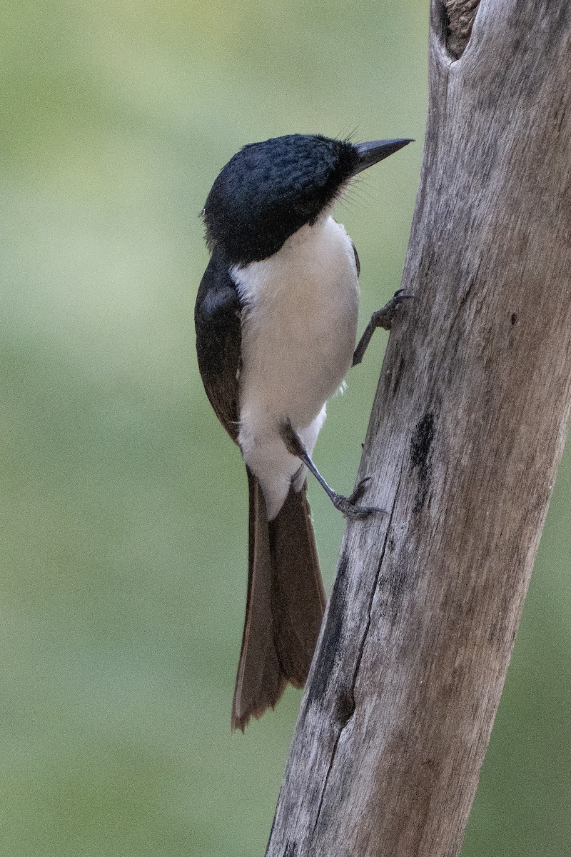 Paperbark Flycatcher - ML642961428