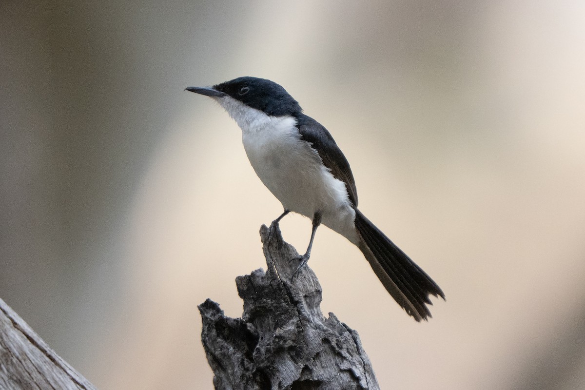 Paperbark Flycatcher - ML642961429