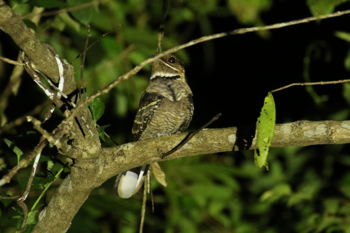 Jerdon's Nightjar - ML642961430