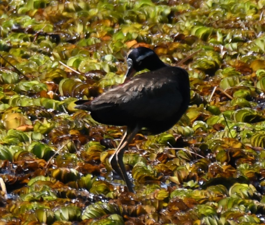 Bronze-winged Jacana - ML642961432