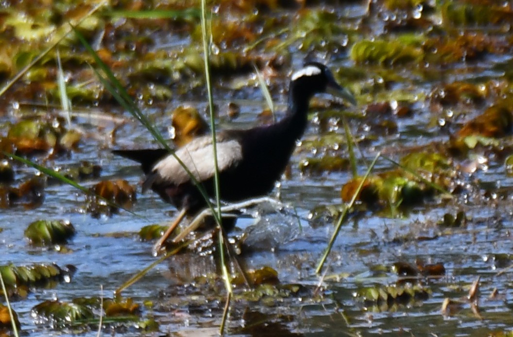 Bronze-winged Jacana - ML642961438