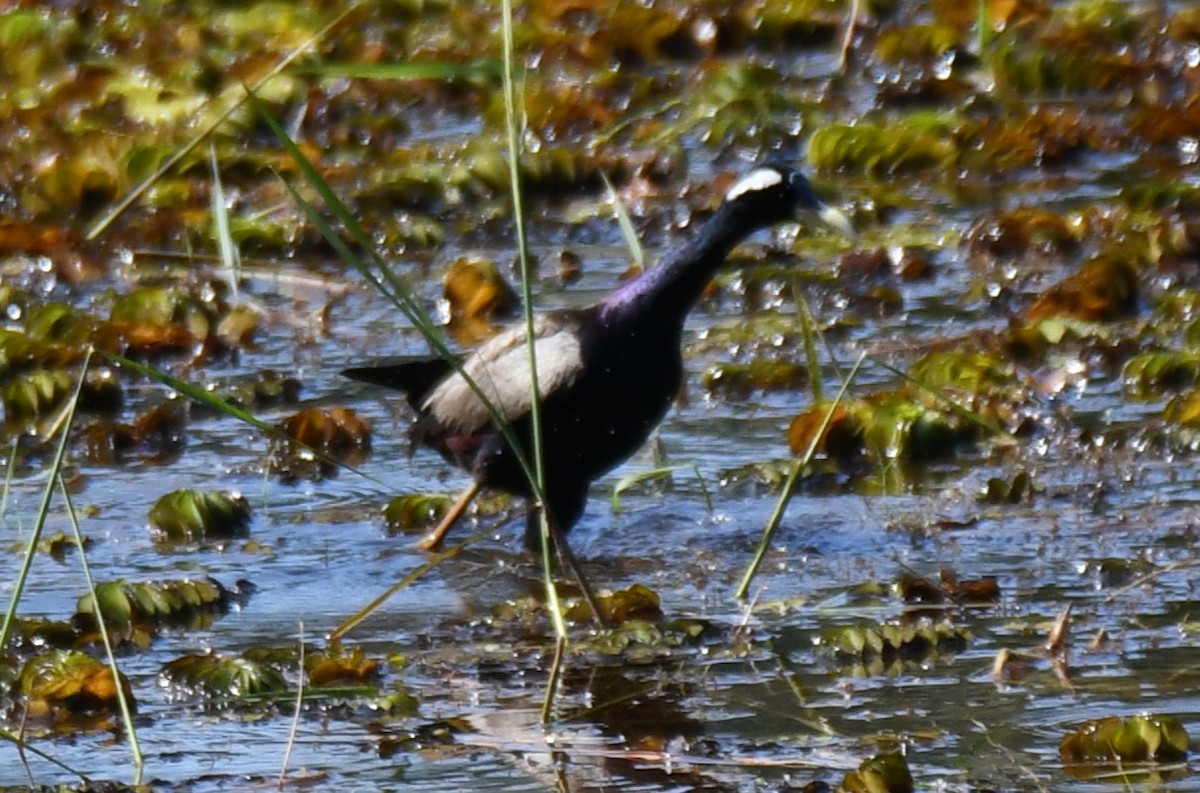 Bronze-winged Jacana - ML642961440
