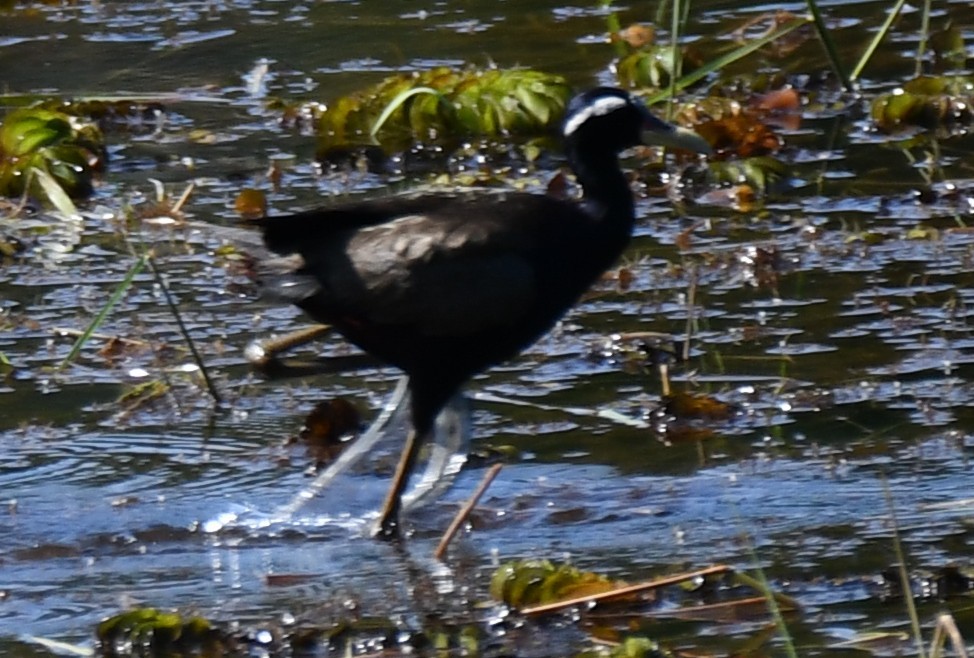 Bronze-winged Jacana - ML642961443