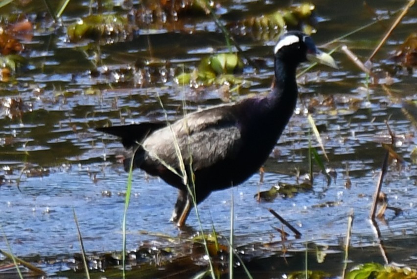 Bronze-winged Jacana - ML642961446