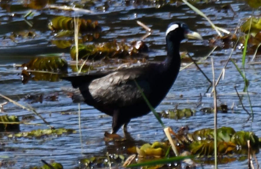 Bronze-winged Jacana - ML642961448