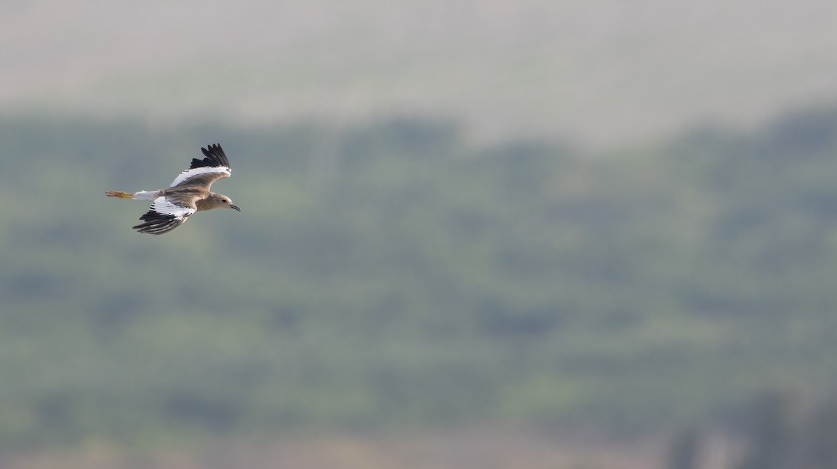 White-tailed Lapwing - ML642961451