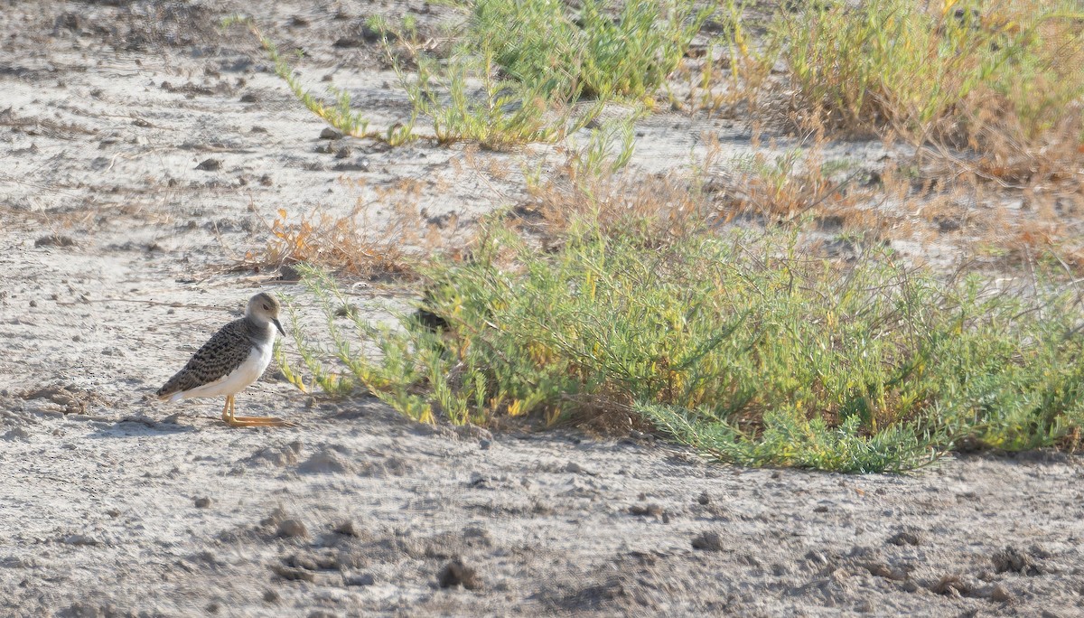 White-tailed Lapwing - ML642961452
