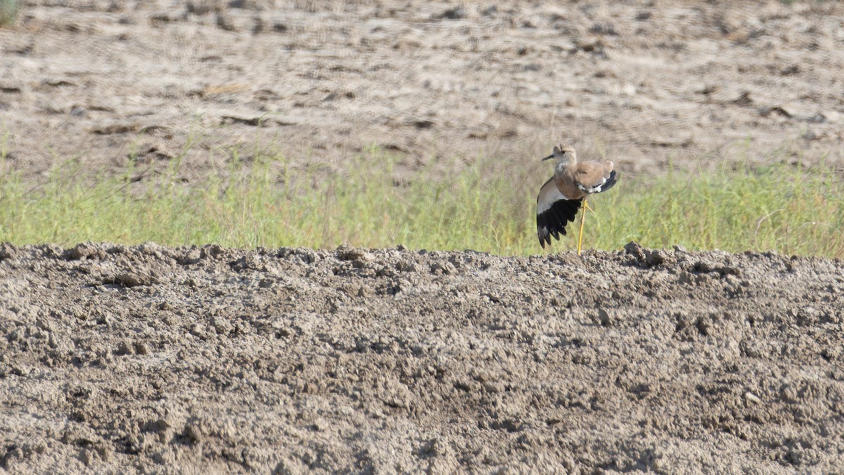 White-tailed Lapwing - ML642961453