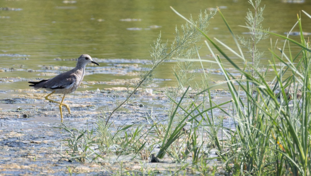 White-tailed Lapwing - ML642961454