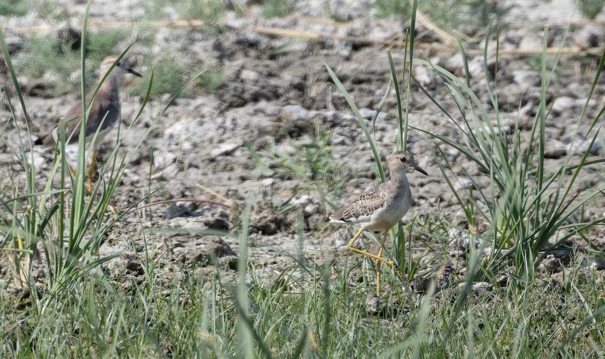 White-tailed Lapwing - ML642961455