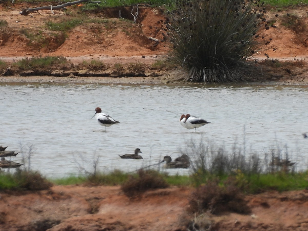 Red-necked Avocet - ML642961456