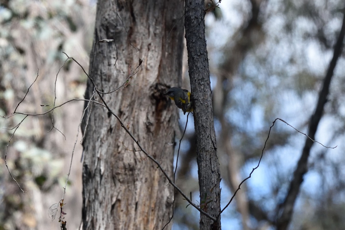 Eastern Yellow Robin - ML642961461