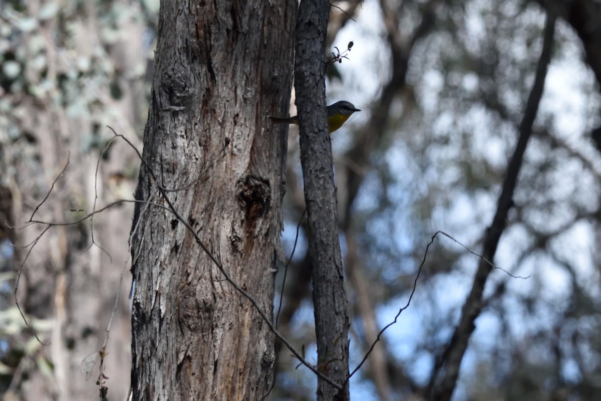 Eastern Yellow Robin - ML642961462
