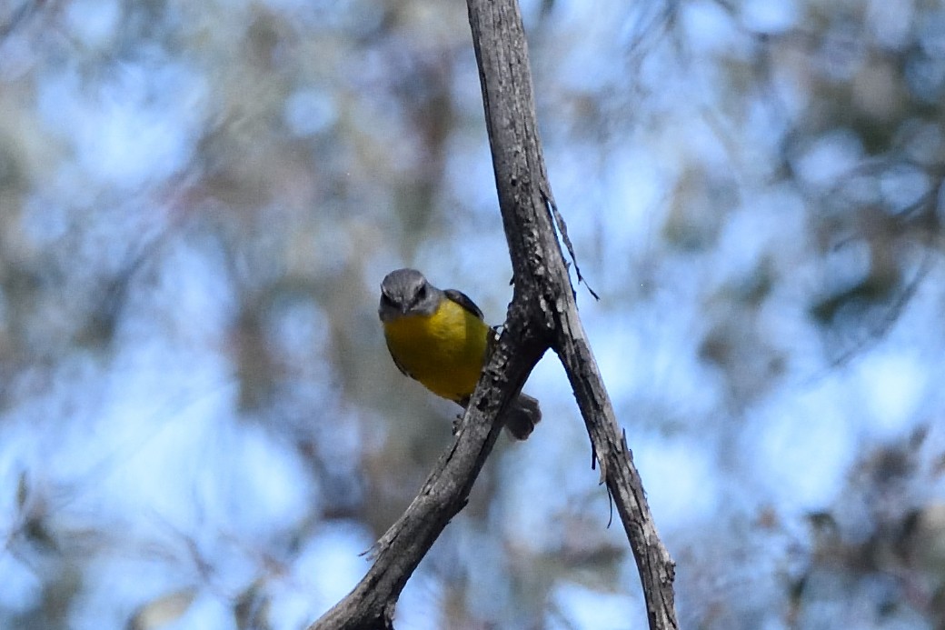 Eastern Yellow Robin - ML642961463