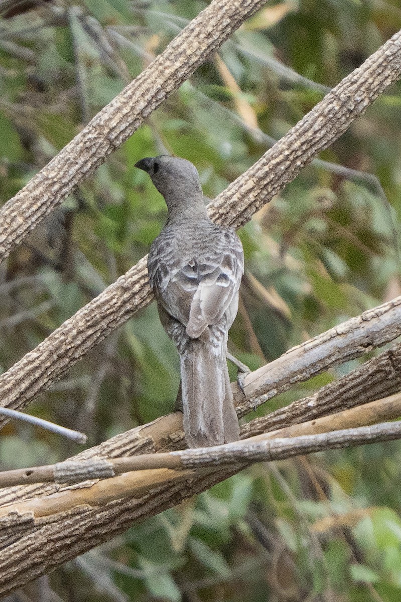 Great Bowerbird - ML642961468