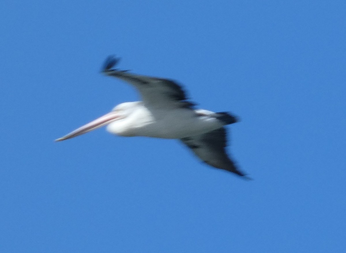 Australian Pelican - ML642961469