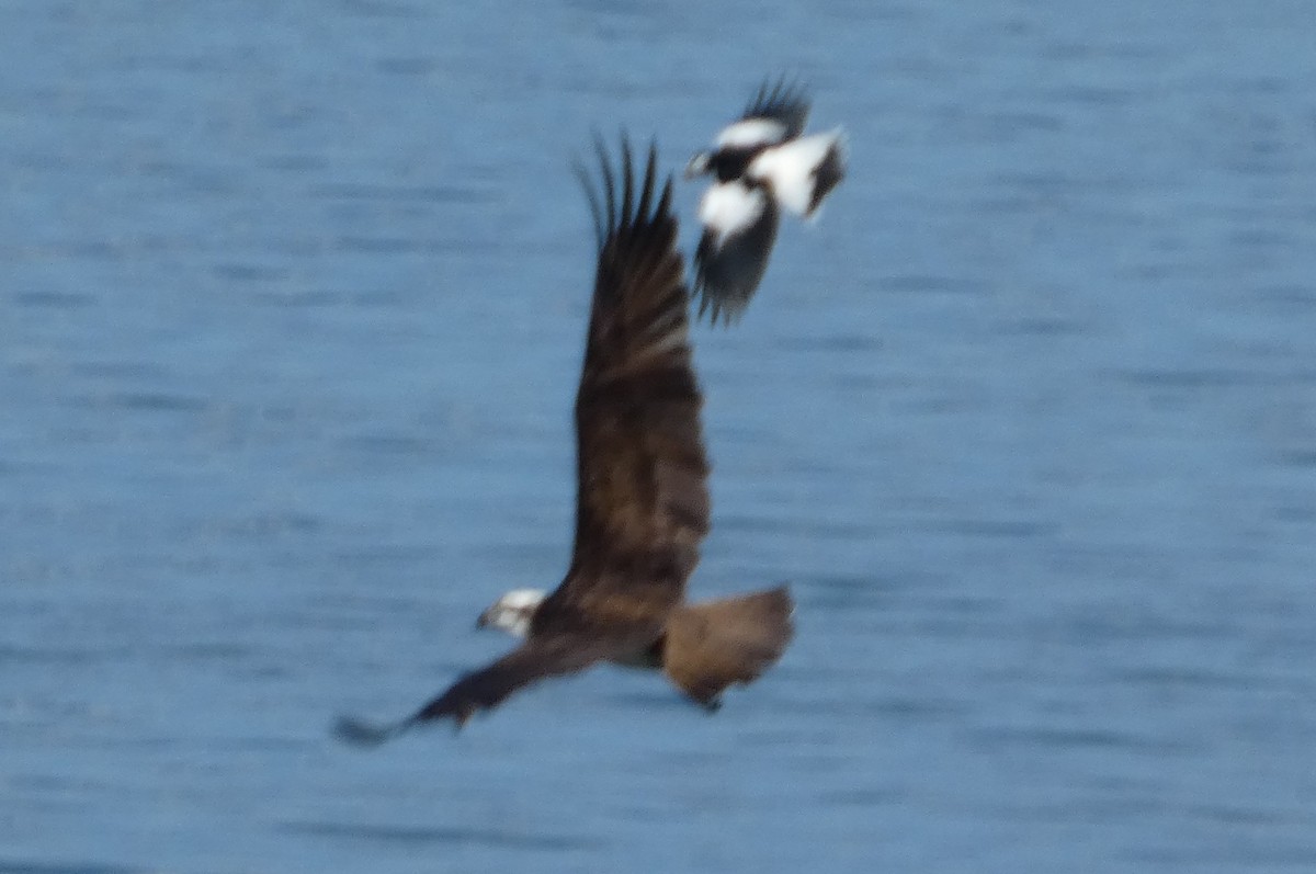 魚鷹 - ML642961488