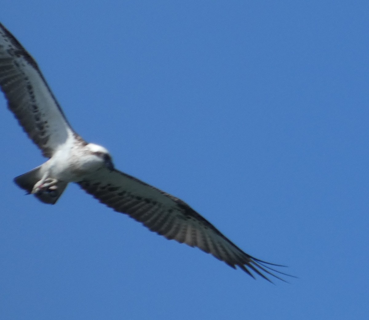 魚鷹 - ML642961489