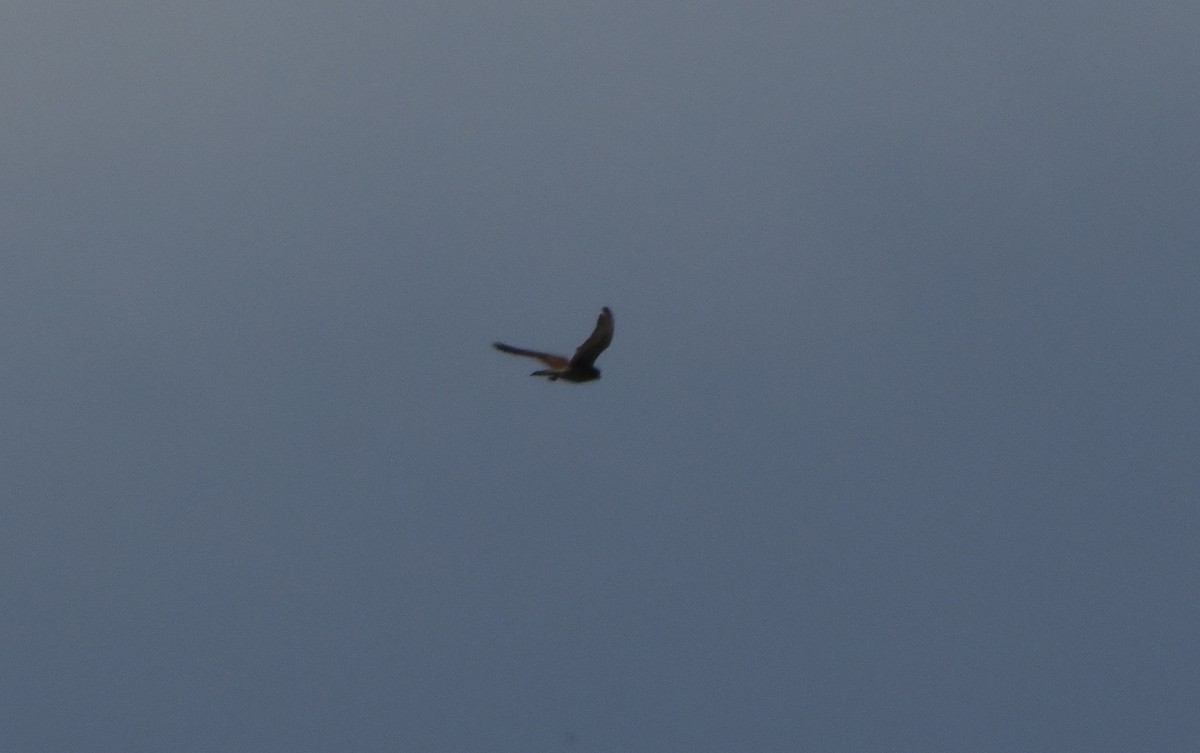 Spotted Kestrel - ML642961495
