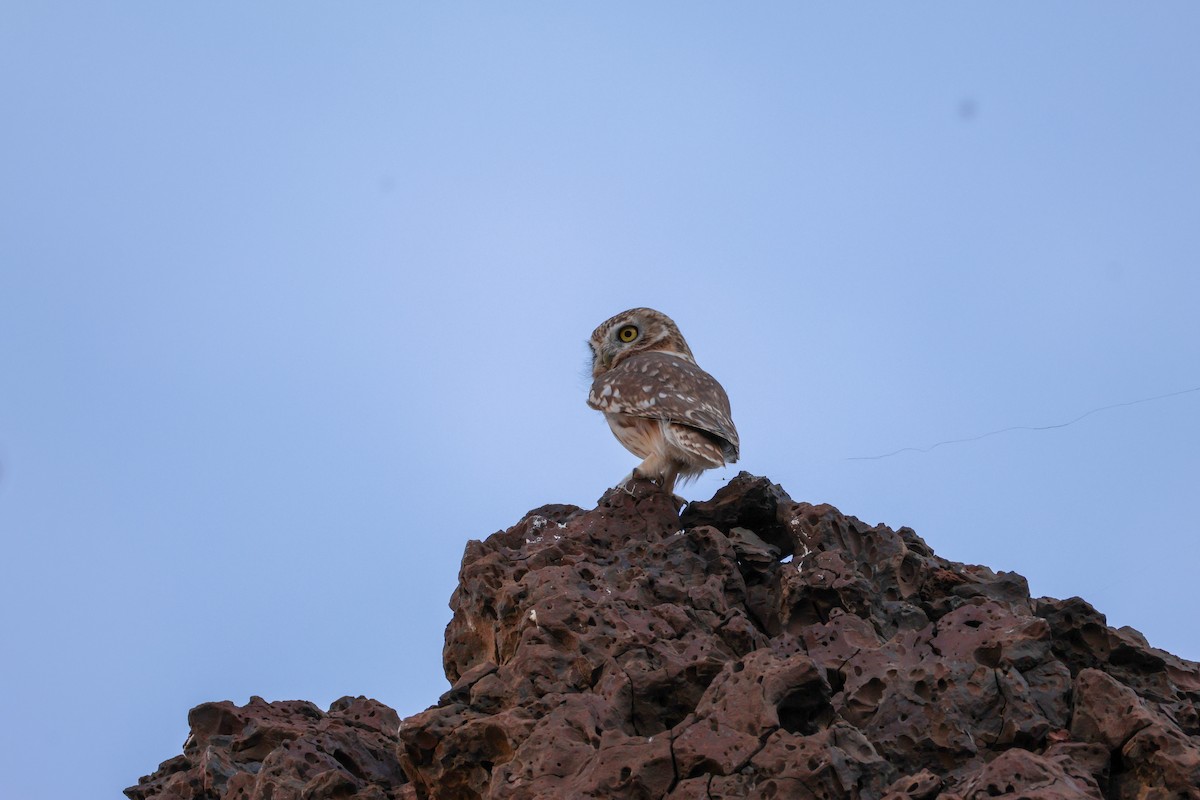 Little Owl - ML642961496