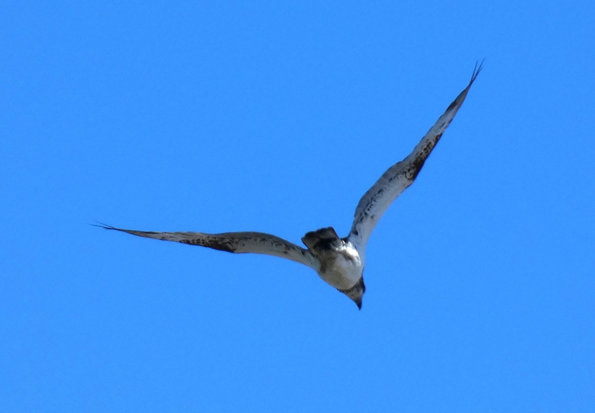 魚鷹 - ML642961502